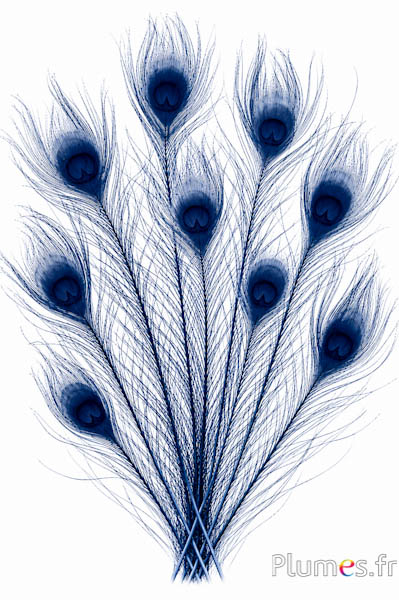 Paon bleu - blanchi - 50-60 cm - bleu